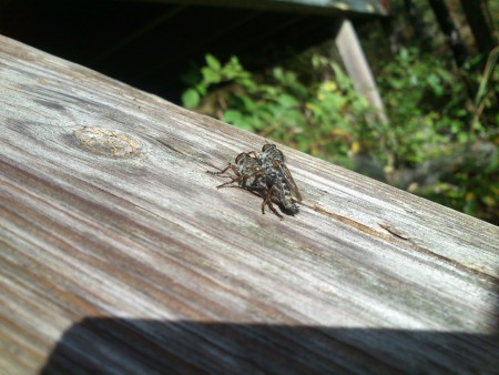 Även små varelser har stora behov.